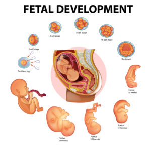 Fetal medicine ultrasound assessing fetal growth and development.